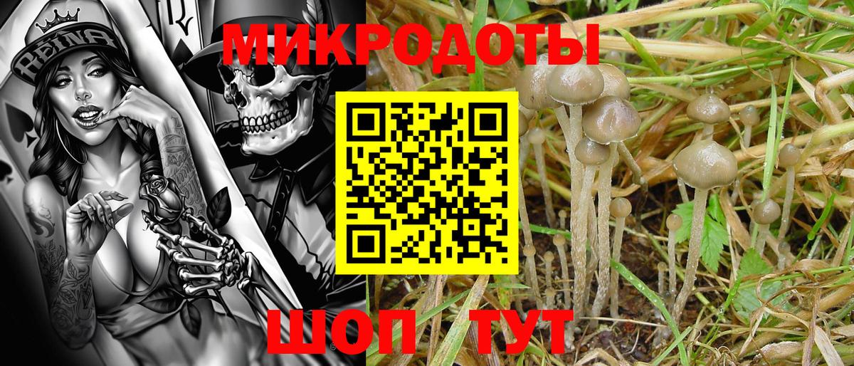 Псилоцибиновые грибы Cubensis  Лангепас 